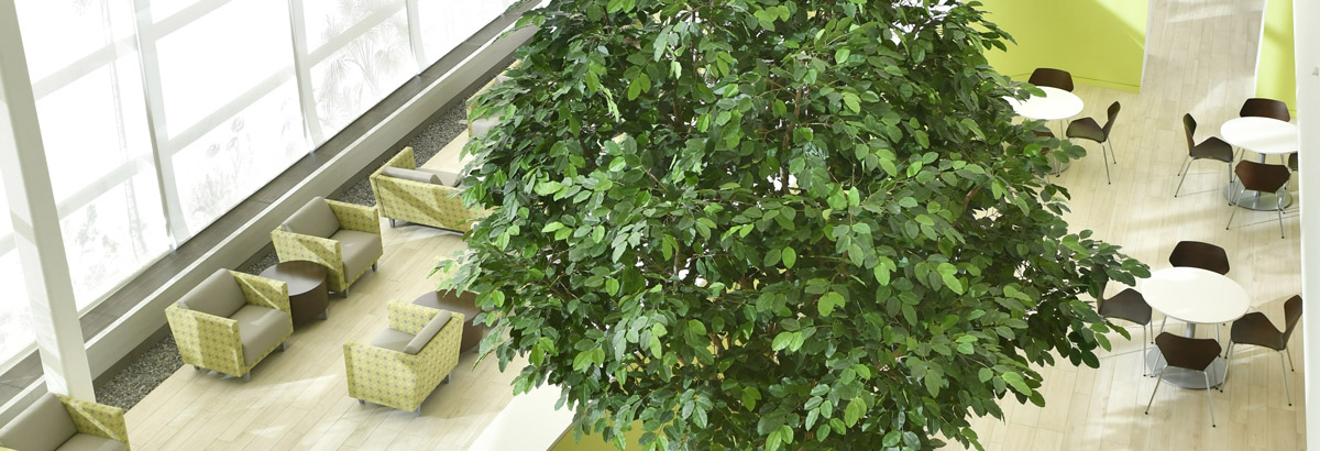 Looking down at tree and decor in New York Proton Center lobby